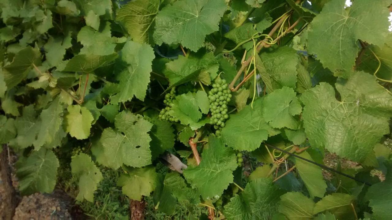 Вилла Weingut Sauer-Kettermann Энкирх Экстерьер фото